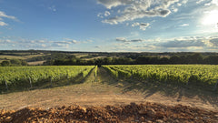 Nose & Notes. Wine & Scent Pairing with LORDS x JoJo's Vineyard