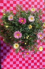 Pink & Red Checkerboard Tablecloth